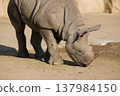 Rhino 137984150