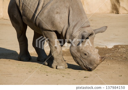 Rhino 137984150