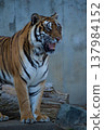 A tiger 137984152