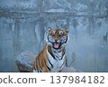 A tiger 137984182