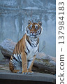 A tiger 137984183