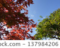 Bright red autumn leaves and sky 137984206