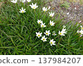 White flowers in the field 137984207