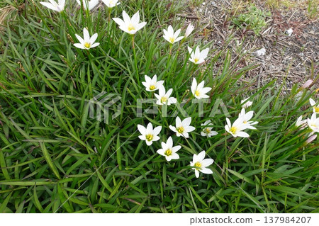 White flowers in the field White flowers in the field 137984207