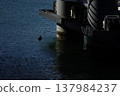 Coots swimming in the waters of Yokosuka Port 137984237
