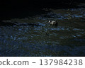Coots swimming in the waters of Yokosuka Port 137984238