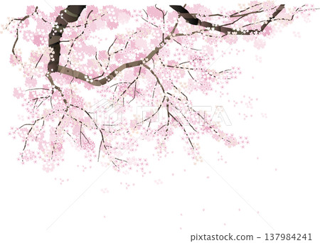 櫻桃樹背景圖 櫻桃樹背景圖 137984241