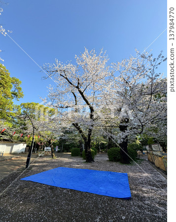 Cherry blossom viewing spot reservation, picnic sheet Cherry blossom viewing spot reservation, picnic sheet 137984770