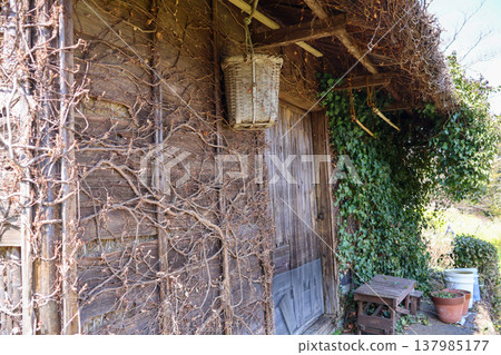 Abandoned shrubs covered with ivy Abandoned shrubs covered with ivy 137985177