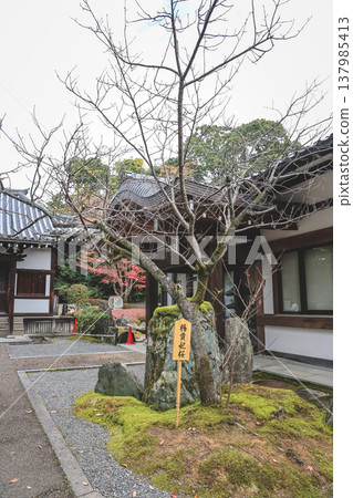 Zen Maple at Unryu in Temple Kyoto Japan Nov 28 2025 Zen Maple at Unryu in Temple Kyoto Japan Nov 28 2025 137985413