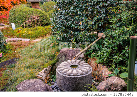 Zen Maple at Unryu in Temple Kyoto Japan Nov 28 2025 Zen Maple at Unryu in Temple Kyoto Japan Nov 28 2025 137985442