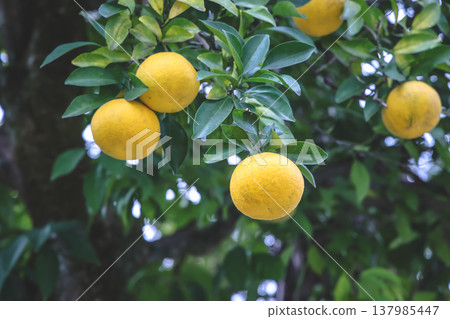 Bright Lemons Hanging From A Lush Citrus Tree Nov 28 2025 Bright Lemons Hanging From A Lush Citrus Tree Nov 28 2025 137985447