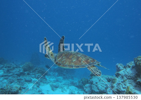 Underwater photo of a graceful swimming green sea turtle 137985530