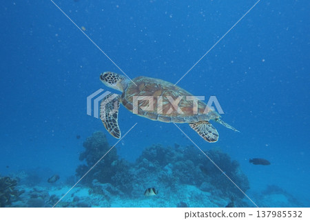 綠海龜優雅地游泳水下照片 137985532