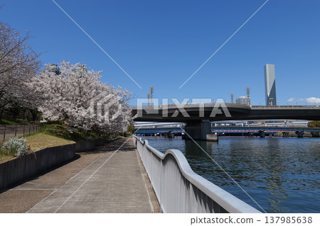 台場水上廣場公園櫻花 2025 137985638
