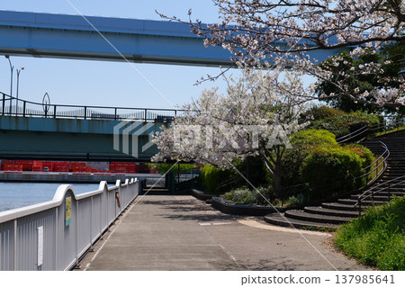 Odaiba Water Plaza Park Cherry Blossoms 2025 Odaiba Water Plaza Park Cherry Blossoms 2025 137985641