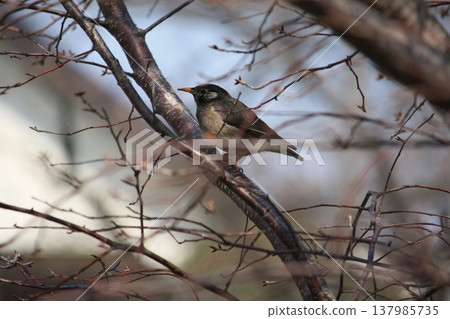 Starling perching on a branch of cherry blossoms Starling perching on a branch of cherry blossoms 137985735