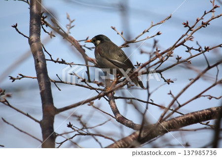 Starling perching on a branch of cherry blossoms Starling perching on a branch of cherry blossoms 137985736