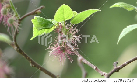 Bamboo flower Bamboo flower 137985737