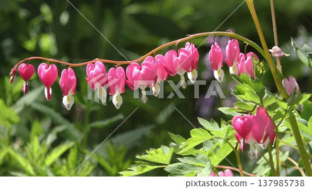 Flower of tightspeare Flower of tightspeare 137985738