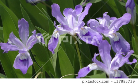 Iris cristata flower Iris cristata flower 137985739