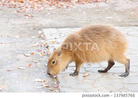 一隻小水豚在動物園散步 一隻小水豚在動物園散步 137985768