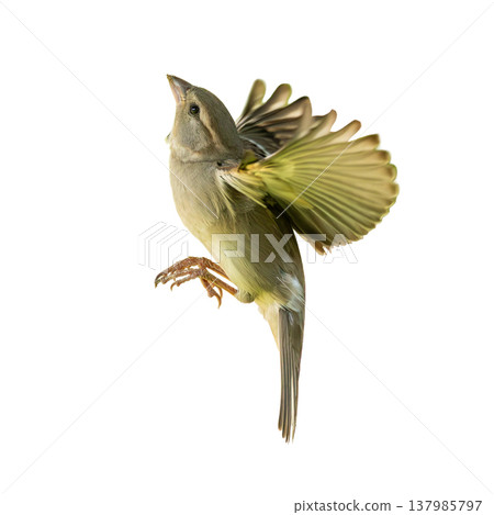 House Sparrow In Dynamic Flight With One Wing Curved Forward Showing Elegant Motion 137985797