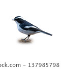 Little Pied Flycatcher Perched On Rock Displaying Crisp Black And White Plumage In Clean Minimal Background Little Pied Flycatcher Perched On Rock Displaying Crisp Black And White Plumage In Clean Minimal Background 137985798
