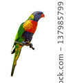 Rainbow Lorikeet Perched On Branch Displaying Vibrant Multicolored Plumage And Bright Orange Beak Rainbow Lorikeet Perched On Branch Displaying Vibrant Multicolored Plumage And Bright Orange Beak 137985799
