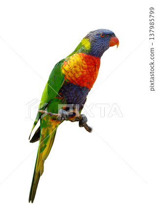 Rainbow Lorikeet Perched On Branch Displaying Vibrant Multicolored Plumage And Bright Orange Beak 137985799