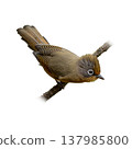 Spectacled Barwing Perched On Branch Showing Fine Striped Wings And Distinct Eye Ring In Natural Profile Spectacled Barwing Perched On Branch Showing Fine Striped Wings And Distinct Eye Ring In Natural Profile 137985800
