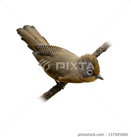 Spectacled Barwing Perched On Branch Showing Fine Striped Wings And Distinct Eye Ring In Natural Profile Spectacled Barwing Perched On Branch Showing Fine Striped Wings And Distinct Eye Ring In Natural Profile 137985800