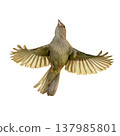 House Sparrow Hovering With Wings Fully Extended Showing Symmetry And Soft Backlit Feathers House Sparrow Hovering With Wings Fully Extended Showing Symmetry And Soft Backlit Feathers 137985801