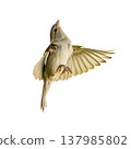 House Sparrow In Mid Air With Wings Fully Spread And Soft Light Passing Through Feathers House Sparrow In Mid Air With Wings Fully Spread And Soft Light Passing Through Feathers 137985802