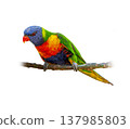 Rainbow Lorikeet Perched On Branch Showing Brilliant Multicolor Feathers And Bright Red Orange Beak Rainbow Lorikeet Perched On Branch Showing Brilliant Multicolor Feathers And Bright Red Orange Beak 137985803