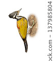 Beautiful Common Flameback Woodpecker clinging to a tree trunk isolated on white background Beautiful Common Flameback Woodpecker clinging to a tree trunk isolated on white background 137985804