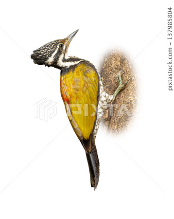 Beautiful Common Flameback Woodpecker clinging to a tree trunk isolated on white background Beautiful Common Flameback Woodpecker clinging to a tree trunk isolated on white background 137985804