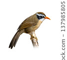 Brown Crowned Scimitar Babbler Perched On Branch Showing Curved Orange Bill And Bold Facial Pattern Brown Crowned Scimitar Babbler Perched On Branch Showing Curved Orange Bill And Bold Facial Pattern 137985805