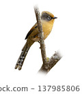Spectacled Barwing Clinging To Tree Trunk Showing Bold Eye Ring And Long Patterned Tail In Natural Pose Spectacled Barwing Clinging To Tree Trunk Showing Bold Eye Ring And Long Patterned Tail In Natural Pose 137985806