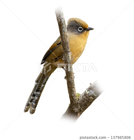 Spectacled Barwing Clinging To Tree Trunk Showing Bold Eye Ring And Long Patterned Tail In Natural Pose Spectacled Barwing Clinging To Tree Trunk Showing Bold Eye Ring And Long Patterned Tail In Natural Pose 137985806