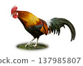 Thai Junglefowl Rooster Standing With Vibrant Plumage And Flowing Tail Feathers Isolated On White Background Thai Junglefowl Rooster Standing With Vibrant Plumage And Flowing Tail Feathers Isolated On White Background 137985807