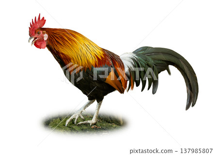 Thai Junglefowl Rooster Standing With Vibrant Plumage And Flowing Tail Feathers Isolated On White Background Thai Junglefowl Rooster Standing With Vibrant Plumage And Flowing Tail Feathers Isolated On White Background 137985807