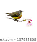 Gould Sunbird Juvenile Perched On Blossom Branch Showing Soft Olive Plumage And Curved Nectar Feeding Bill Gould Sunbird Juvenile Perched On Blossom Branch Showing Soft Olive Plumage And Curved Nectar Feeding Bill 137985808