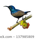 Purple Sunbird Perched On Flowering Branch Showing Iridescent Blue Feathers And Slender Curved Beak Purple Sunbird Perched On Flowering Branch Showing Iridescent Blue Feathers And Slender Curved Beak 137985809