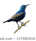 Purple Sunbird Male Perched On Branch Displaying Iridescent Blue Plumage And Curved Bill Against Clean Background Purple Sunbird Male Perched On Branch Displaying Iridescent Blue Plumage And Curved Bill Against Clean Background 137985810