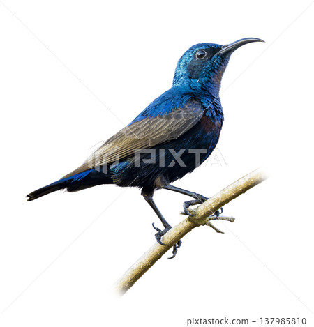 Purple Sunbird Male Perched On Branch Displaying Iridescent Blue Plumage And Curved Bill Against Clean Background 137985810