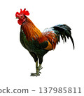 Red Junglefowl Standing Proud With Bright Comb And Glossy Plumage In Full Body View Isolated On White Background Red Junglefowl Standing Proud With Bright Comb And Glossy Plumage In Full Body View Isolated On White Background 137985811