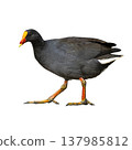 Dusky Moorhen Walking With Bright Bill And Long Legs In Side Profile Isolated On White Background Showing Distinct Wetland Bird Dusky Moorhen Walking With Bright Bill And Long Legs In Side Profile Isolated On White Background Showing Distinct Wetland Bird 137985812