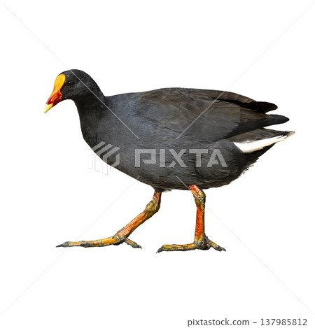 Dusky Moorhen Walking With Bright Bill And Long Legs In Side Profile Isolated On White Background Showing Distinct Wetland Bird Dusky Moorhen Walking With Bright Bill And Long Legs In Side Profile Isolated On White Background Showing Distinct Wetland Bird 137985812