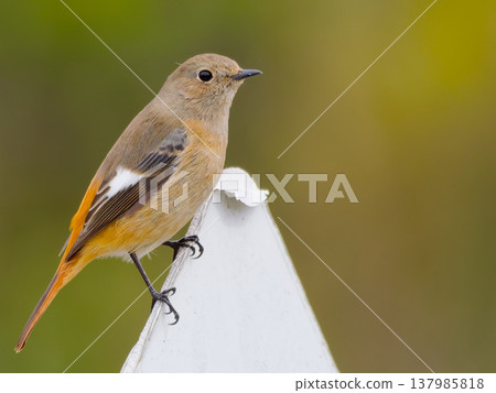 A female Daurian redstart perched on a white background. A female Daurian redstart perched on a white background. 137985818